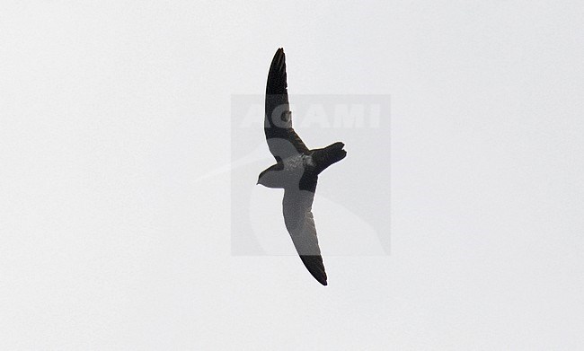 White-chinned Swift (Cypseloides cryptus) in Ecuador. Flying high in the sky. stock-image by Agami/Dani Lopez-Velasco,