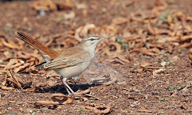 Oostelijke Rosse Waaierstaart staand op grond; Eastern Rufous-tailed Scrub-robin perched on ground stock-image by Agami/Markus Varesvuo,