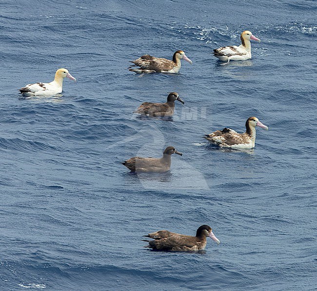 Short-tailed Albatrosses (Phoebastria albatrus) at sea off Torishima island, Japan. Together with Black-footed albatrosses Group swimming on the sea surface. stock-image by Agami/Marc Guyt,