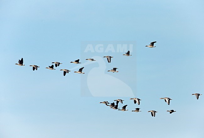 Gemengde groep vliegende ganzen bestaande uit Toendrarietgans, grauwe Gans en Kolgans;Mix flock of flying geese, Tundra Bean Goose, Greylag Goose and White-fronted Goose stock-image by Agami/Ran Schols,