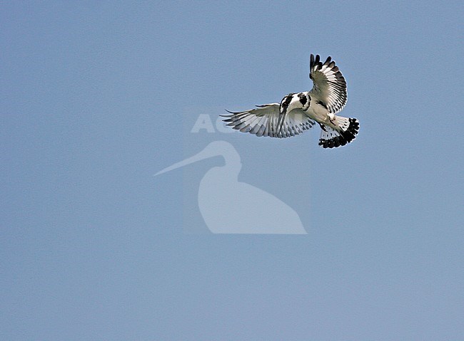 Hovering Pied Kingfisher (Ceryle rudis) against blue sky in Uganda stock-image by Agami/Pete Morris,