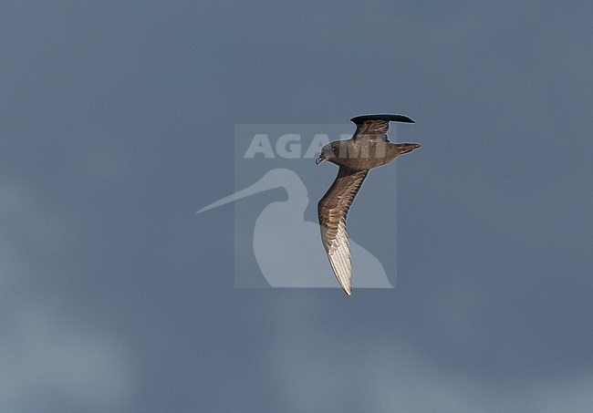 Langvleugelstormvogel vliegend boven zee; Great-winged Petrel flying above the South Atlantic ocean stock-image by Agami/Marc Guyt,