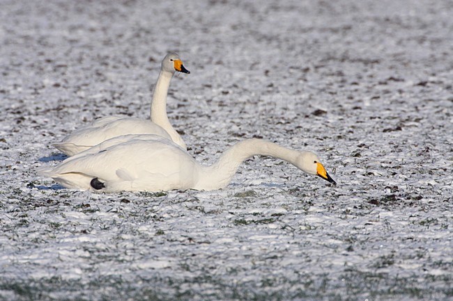 Volwassen Wilde Zwaan in de winter; Adult Whooper Swan in winter stock-image by Agami/Karel Mauer,