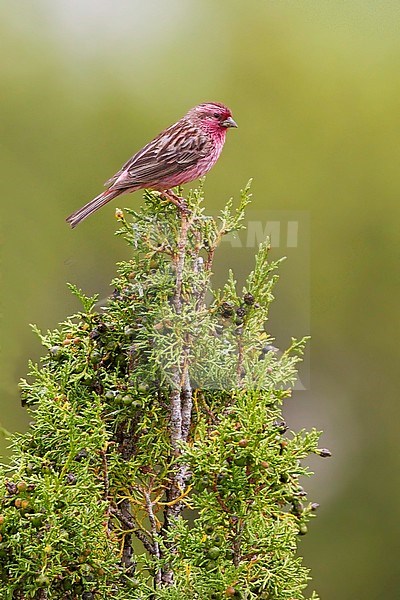 Pink-rumped Rosefinch (Carpodacus waltoni) perched on a bush. stock-image by Agami/Dubi Shapiro,