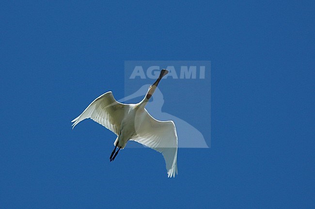  stock-image by Agami/Roy de Haas,