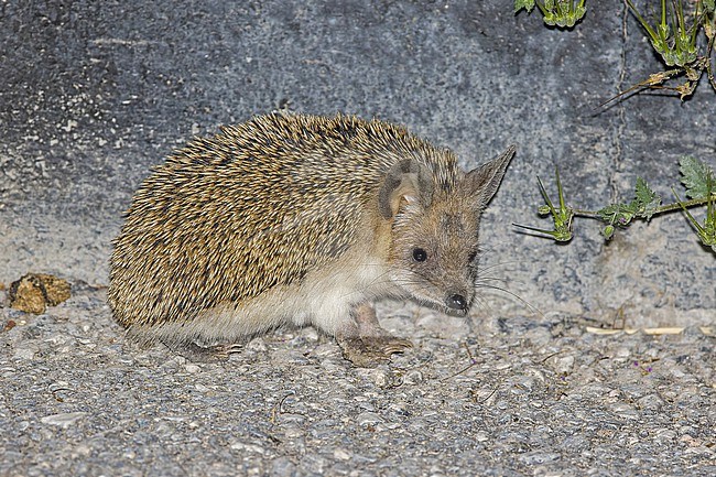 Long-eared hedgehog (Hemiechinus auritus) in Turkey. stock-image by Agami/Pete Morris,