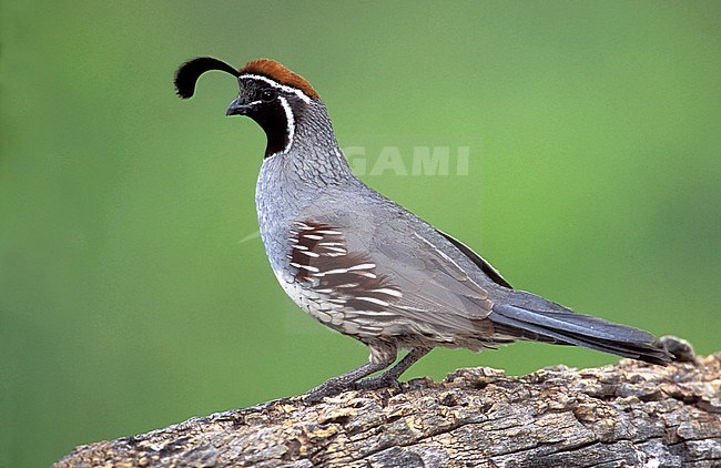 Adult male
Pima Co., AZ
April 2003 stock-image by Agami/Brian E Small,