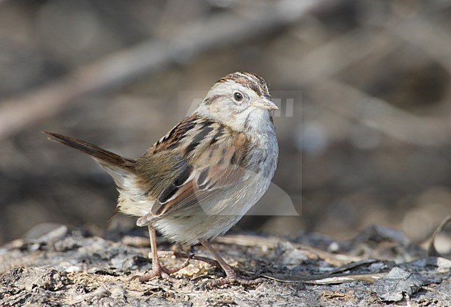 Moerasgors; Swamp Sparrow stock-image by Agami/Mike Danzenbaker,