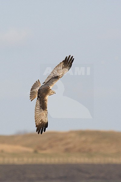 Western Marsh Harrier (Circus aeruginosus) in flight with Dutch dunes in background stock-image by Agami/Caroline Piek,