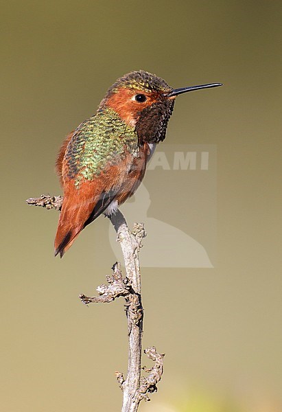 Adult male
Los Angeles Co., CA
January 2013 stock-image by Agami/Brian E Small,