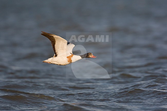 Bergeend vliegend; Common Shelduck flying stock-image by Agami/Arie Ouwerkerk,