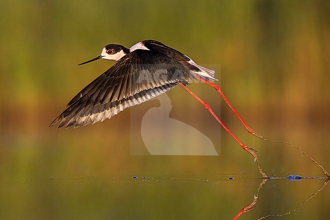 Black-winged Stilt (Himantopus himantopus) in Italy. stock-image by Agami/Daniele Occhiato,