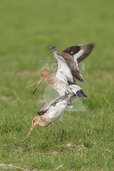 Parende Grutto's; Mating Black-tailed Godwits (Limosa limosa) in a Dutch meadow stock-image by Agami/Arie Ouwerkerk,