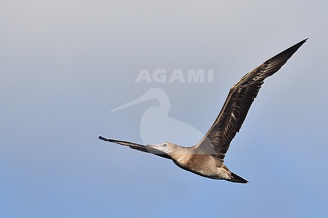 Red-footed Booby (Sula sula) in flight over the mid-atlantic ocean. stock-image by Agami/Laurens Steijn,