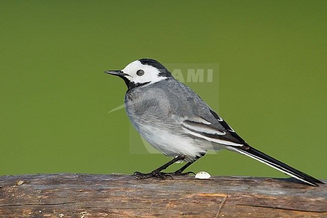 White Wagtail - Bachstelze - Motacilla alba ssp. alba, Germany stock-image by Agami/Ralph Martin,