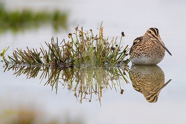 Common Snipe (Gallinago gallinago) perched in a wet marsh stock-image by Agami/Daniele Occhiato,