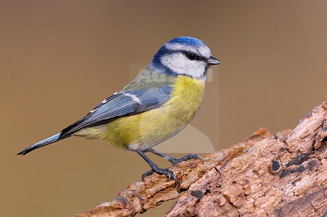 Cinciarella; Blue Tit; Cyanistes caeruleus stock-image by Agami/Daniele Occhiato,