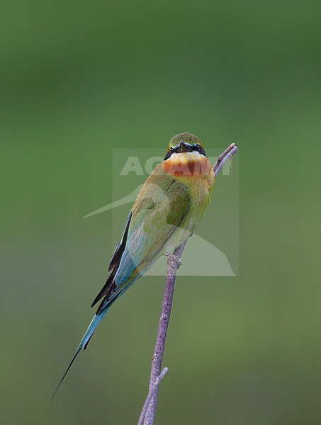 Blue-tailed Bee-eater (Merops philippinus) perched on stick at Petchaburi, Thailand stock-image by Agami/Helge Sorensen,