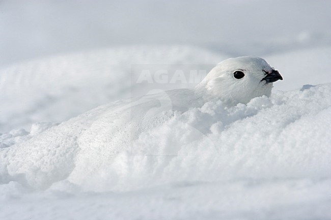 Moerassneeuwhoen in winterkleed in de sneeuw; Willow Ptarmigan in winter plumage in the snow stock-image by Agami/Markus Varesvuo,