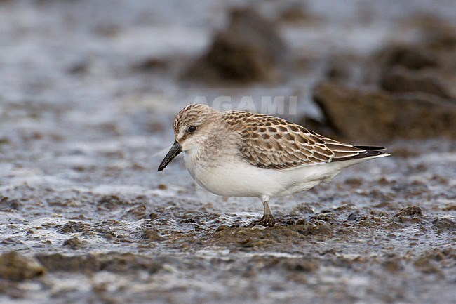 Foeragerende Grijze strandloper, Foraging Semipalmated Sandpiper stock-image by Agami/Daniele Occhiato,