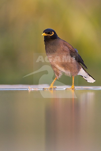 Common Myna - Hirtenmaina - Acridotheres tristis, Oman stock-image by Agami/Ralph Martin,