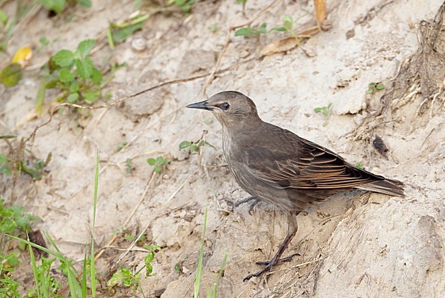 Jonge Spreeuw, Common Starling immature stock-image by Agami/Markus Varesvuo,