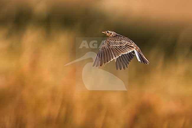 Eurasian Skylark, Alauda arvensis, in Italy. stock-image by Agami/Daniele Occhiato,