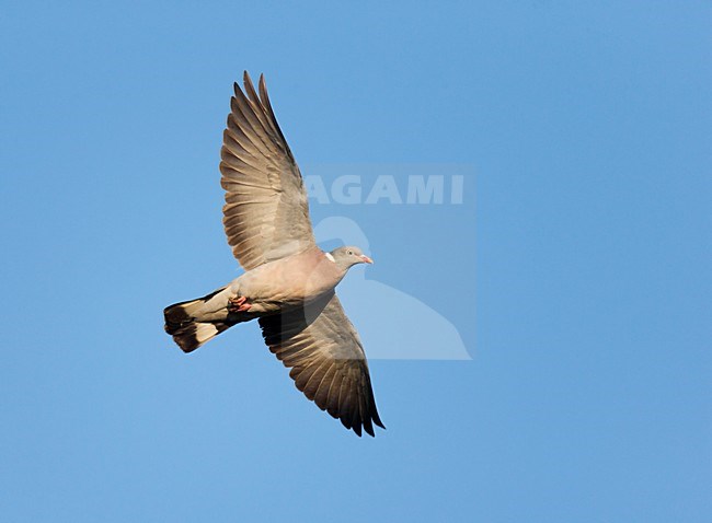 Vliegende trekkende Houtduif; Flying migrating Common Wood Pigeon stock-image by Agami/Ran Schols,