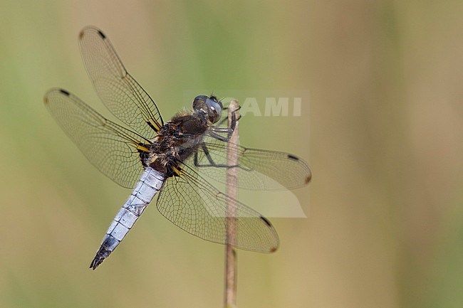 Imago Bruine korenbout, Adult Blue Chaser stock-image by Agami/Fazal Sardar,