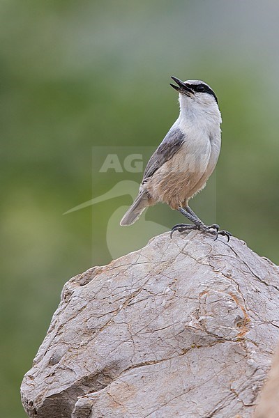 Western Rock Nuthatch perched on a rock in the southern Negev desert of Israel during spring migration. stock-image by Agami/Dubi Shapiro,