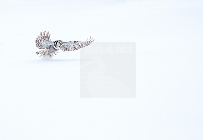 Northern Hawk Owl (Surnia ulula) during cold winter in Kuusamo, Finland. Hunting in the snow. stock-image by Agami/Marc Guyt,