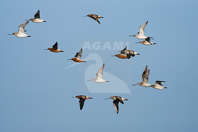 Rosse Grutto in vlucht, Bar-tailed Godwit in flight stock-image by Agami/Menno van Duijn,