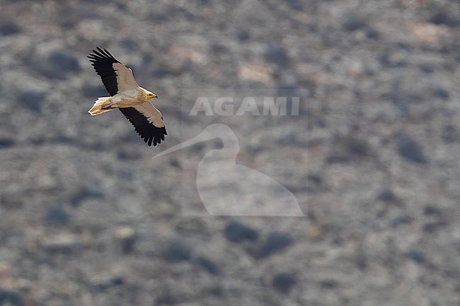 Egyptian Vulture; Neoprhon percnopterus stock-image by Agami/Daniele Occhiato,