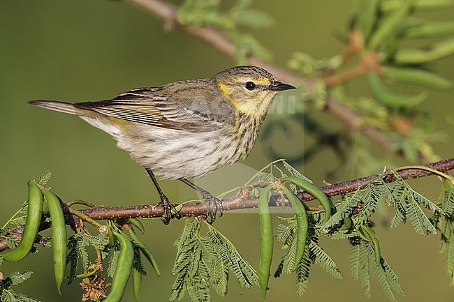 Vrouwtje Tijgerzanger, Female Cape May Warbler stock-image by Agami/Brian E Small,