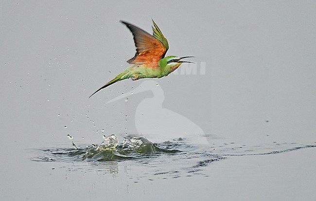 Blue-cheeked Bee-eater (Merops persicus) flying from the water after taking a splash bath stock-image by Agami/Rene Pop ,