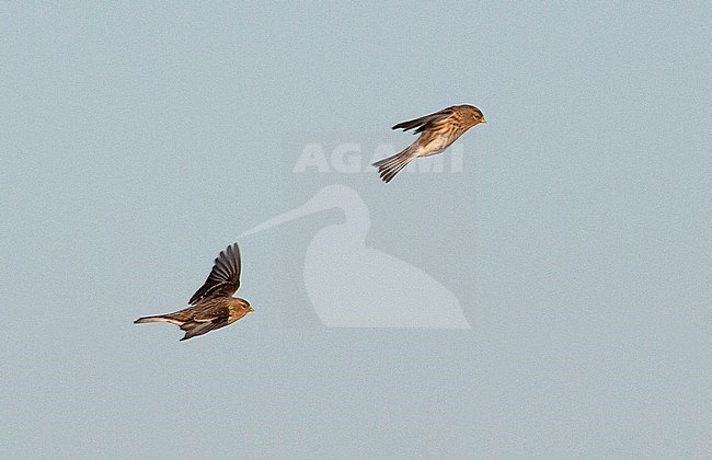 Twites (Carduelis flavirostris) flying by during winter in The Netherlands stock-image by Agami/Edwin Winkel,