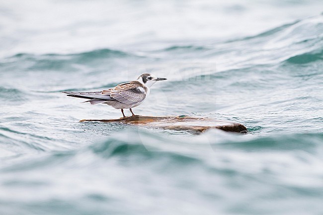 Zwarte Stern, Black Tern,  Chlidonias niger ssp. niger, Germany, 1st cy. stock-image by Agami/Ralph Martin,