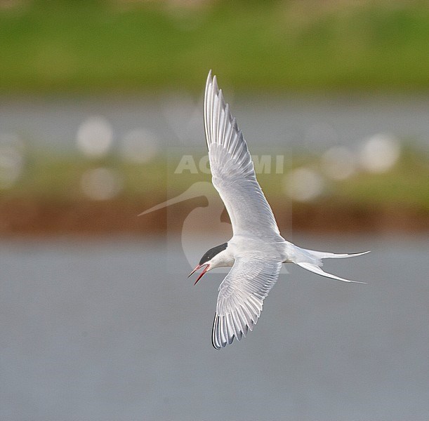 Common Tern (Sterna hirundo) on Wadden island Texel in the Netherlands. Adult calling loudly over breeding colony. stock-image by Agami/Marc Guyt,