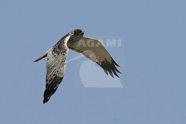 Adult male Eastern Marsh Harrier (Circus spilonotus) in flight against blue sky as background stock-image by Agami/Kari Eischer,