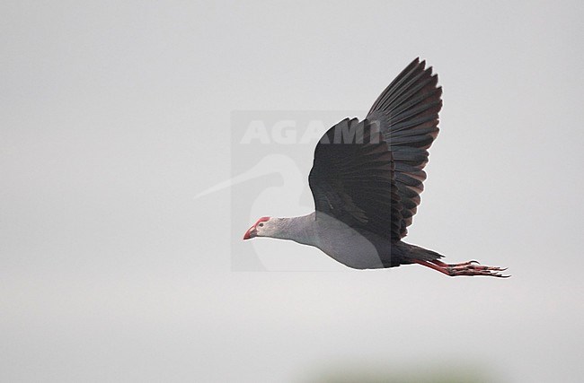 Grey-headed Swamphen (Porphyrio poliocephalus) in flight over water at Chiang Saen Lake, Thailand stock-image by Agami/Helge Sorensen,