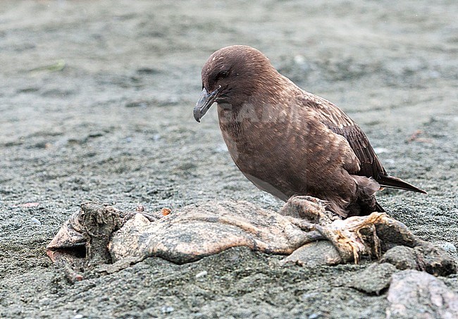 Brown Skua (Stercorarius antarcticus lonnbergi) on the beach of Macquarie Island, Australia. Eating from a dead seal. stock-image by Agami/Marc Guyt,