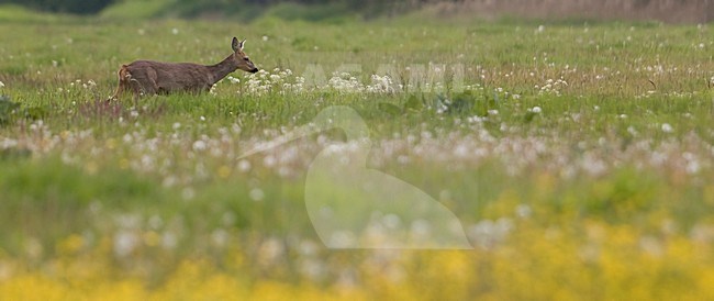 Ree in weiland; Roe Deer in meadow stock-image by Agami/Han Bouwmeester,