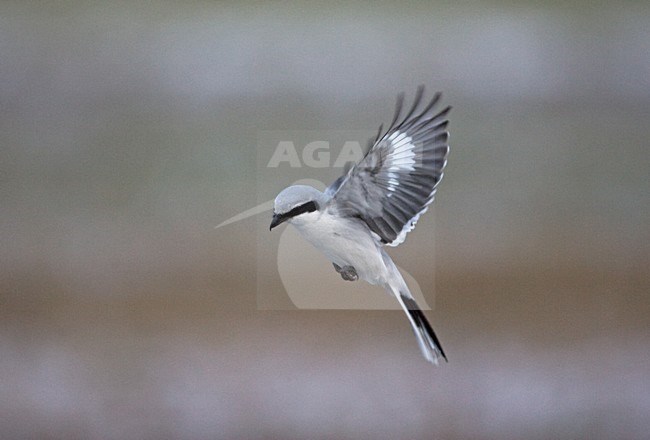 Klapekster zoekend naar prooi; Great Grey Shrike looking for prey stock-image by Agami/Jari Peltomäki,