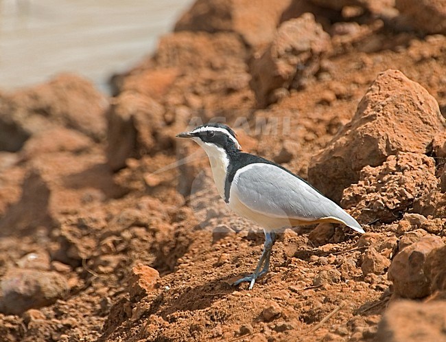 Egyptian Plover; Krokodilwachter stock-image by Agami/Roy de Haas,