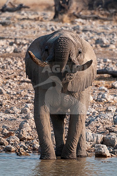 An elephant, Loxodonta africana, stands in a waterhole and drinks. Etosha National Park, Namibia. stock-image by Agami/Sergio Pitamitz,