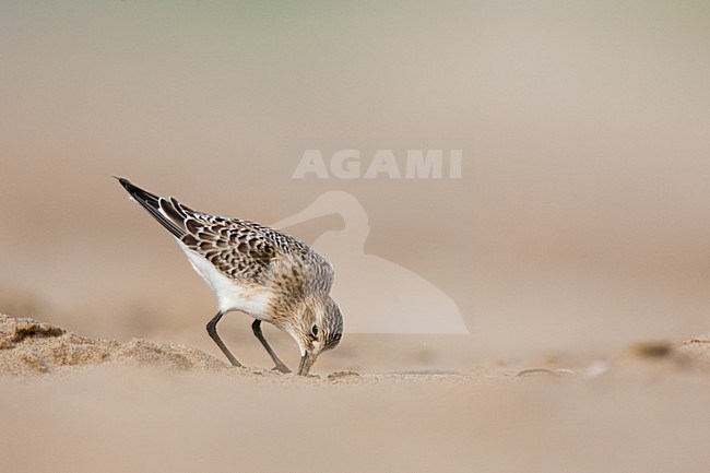 Bairds Strandloper op strand Wassenaar; Baird's Sandpiper on Wassenaar Beach (Netherlands) stock-image by Agami/Menno van Duijn,