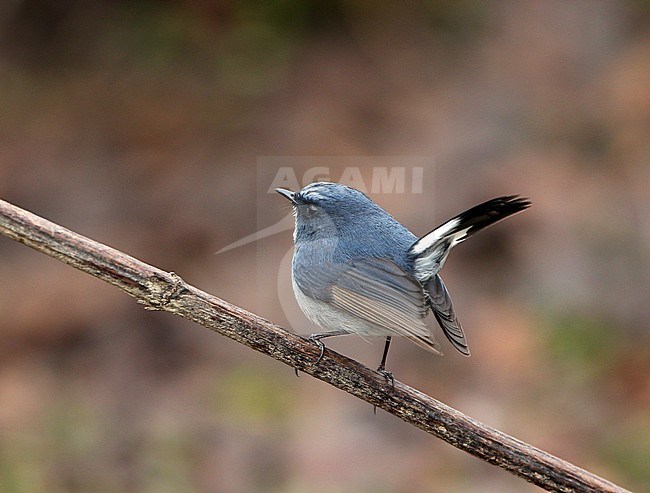 Male Slaty-blue Flycatcher (Ficedula tricolor) perched on a twig in forest nar Gulmarg, India stock-image by Agami/James Eaton,