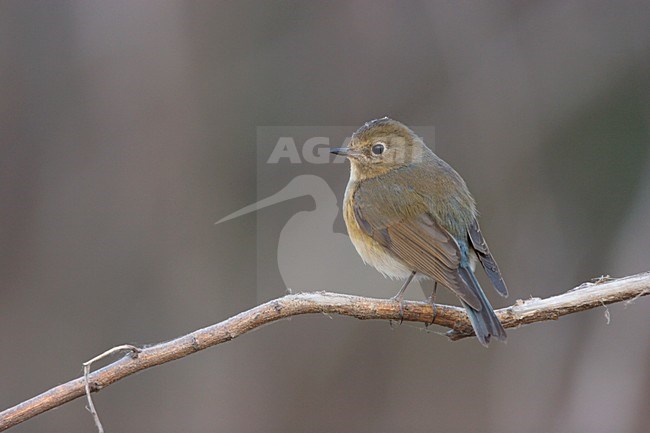 Female Red-flanked Bluetail sitting on branch China, Vrouwtje Blauwstaart zittend op tak China stock-image by Agami/Ran Schols,