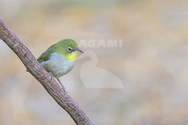 Abyssinian white-eye, zosterops abyssinicus, in Oman. stock-image by Agami/Sylvain Reyt,