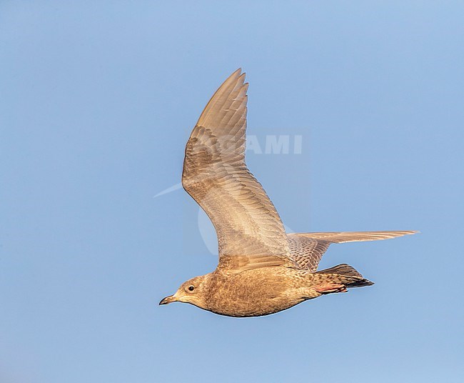 Wintering second calendar year Iceland Gull (Larus glaucoides) flying over arctic harbour in Varangerfjord, northern Norway. stock-image by Agami/Marc Guyt,